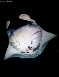 Large Manta filter feeding for Plankton at night in Kona,... by Tony Cherbas 